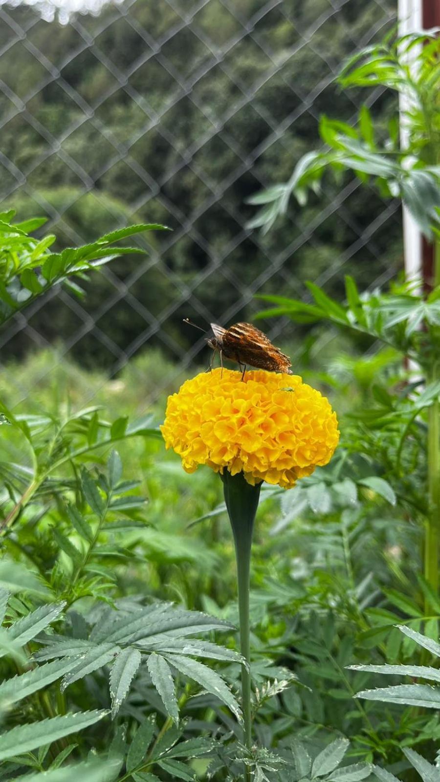 Krishna Kutir, Talla Ramgarh By The Meditating Society Exterior photo